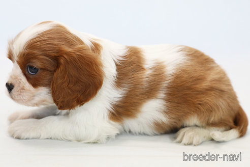 成約済の神奈川県のキャバリアキングチャールズスパニエル-248615の7枚目